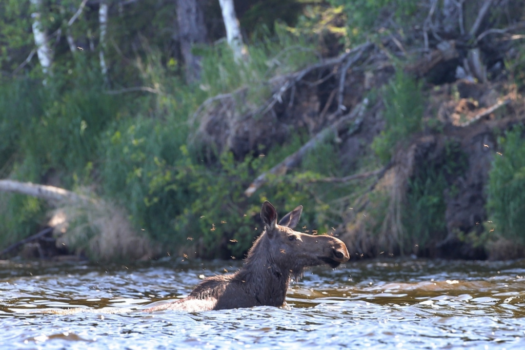 Лось, спасающийся в воде от гнуса